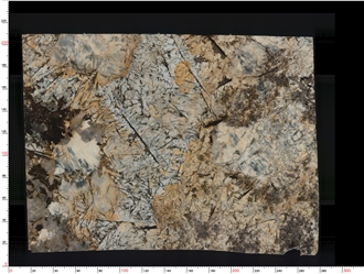 Butterfly Love Golden Flower Granite Slabs